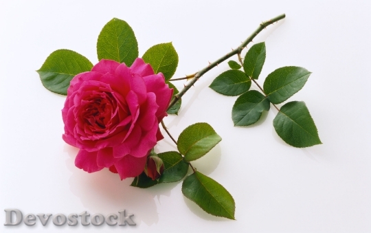 Devostock Beautiful red rose