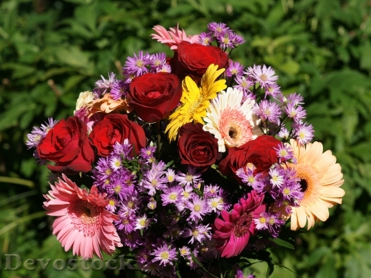Devostock beautifulflowers-dsc01932-wp