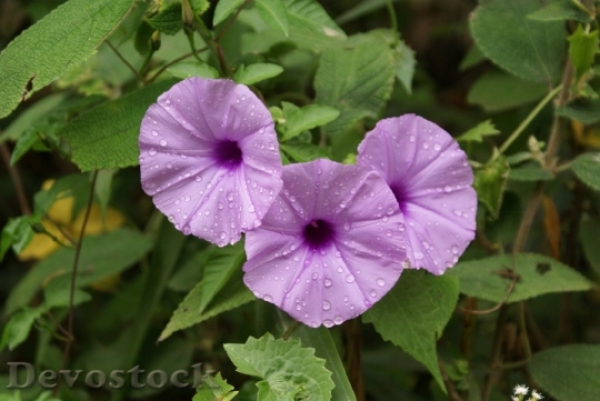 Devostock beautifullilactropicalflowersphoto-dsc01328