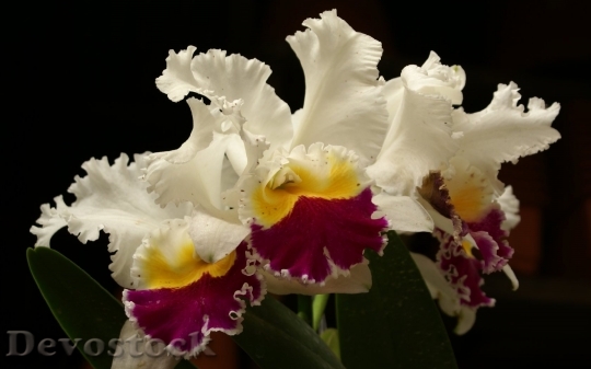 Devostock beautifulorchidflowerwidescreenwallpaper-dsc02391-a1