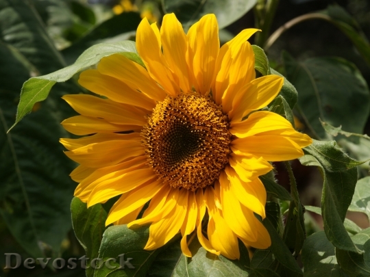 Devostock beautifulsunflower-dsc01225-g1-wp