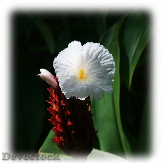 Devostock beautiful-white-tropical-flower-dsc03858-g
