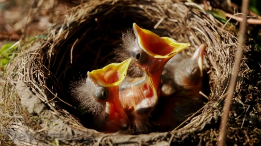 Devostock Bird nest images / stock