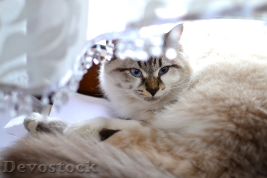 Devostock Blue eyed Persian cat