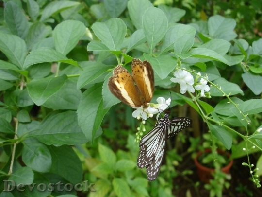 Devostock butterfliessharingjoy-dsc03268-1024