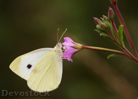 Devostock Butterfly 4K nature  (1)