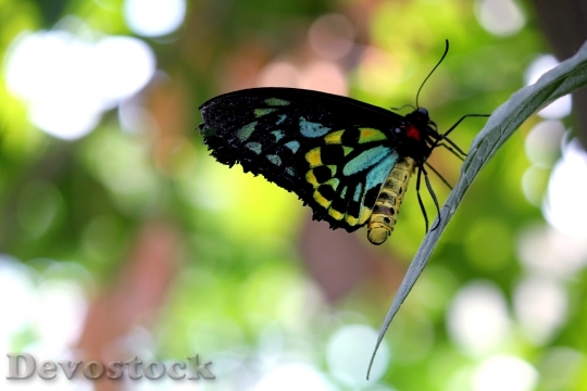 Devostock Butterfly 4K nature  (103).jpeg