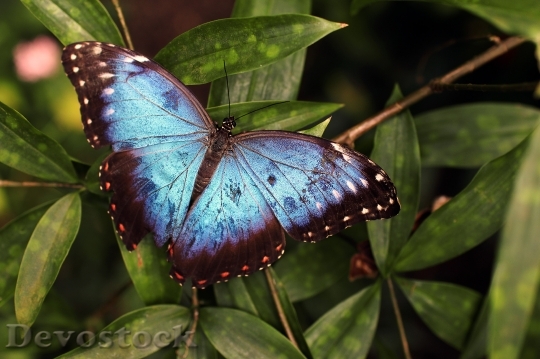 Devostock Butterfly 4K nature  (108).jpeg