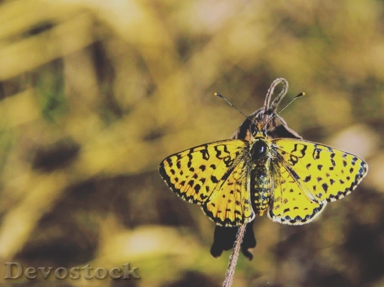 Devostock Butterfly 4K nature  (114).jpeg