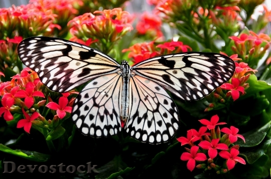 Devostock Butterfly 4K nature  (138).jpeg
