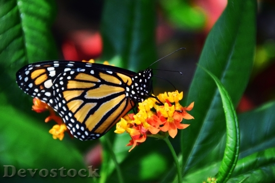 Devostock Butterfly 4K nature  (146).jpeg