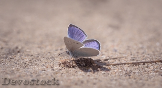 Devostock Butterfly 4K nature  (150).jpeg