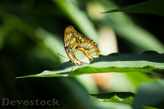 Devostock Butterfly 4K nature  (151).jpeg