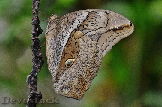 Devostock Butterfly 4K nature  (17).jpeg