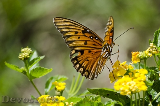 Devostock Butterfly 4K nature  (18)