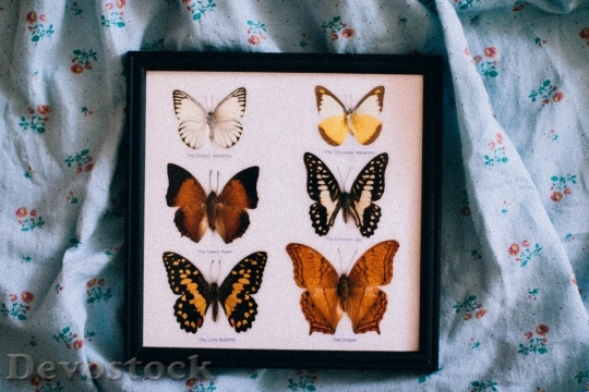 Devostock Butterfly 4K nature  (198).jpeg