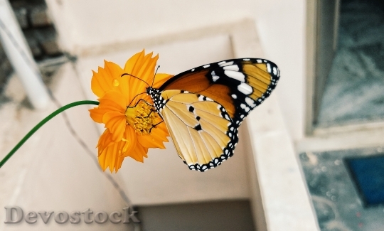 Devostock Butterfly 4K nature  (200).jpeg