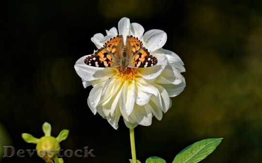 Devostock Butterfly 4K nature  (213).jpeg