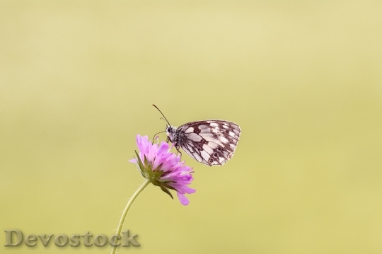 Devostock Butterfly 4K nature  (21).jpeg