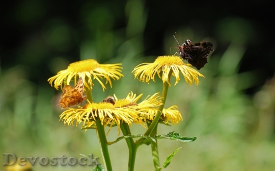 Devostock Butterfly 4K nature  (228).jpeg