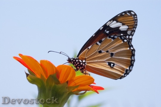 Devostock Butterfly 4K nature  (235).jpeg