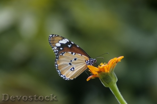 Devostock Butterfly 4K nature  (237).jpeg