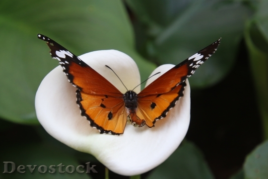 Devostock Butterfly 4K nature  (238).jpeg