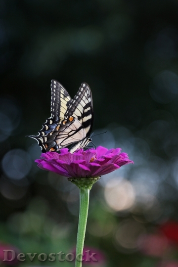 Devostock Butterfly 4K nature  (241).jpeg