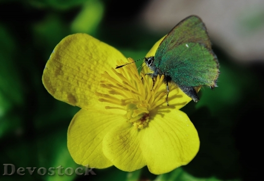 Devostock Butterfly 4K nature  (246).jpeg