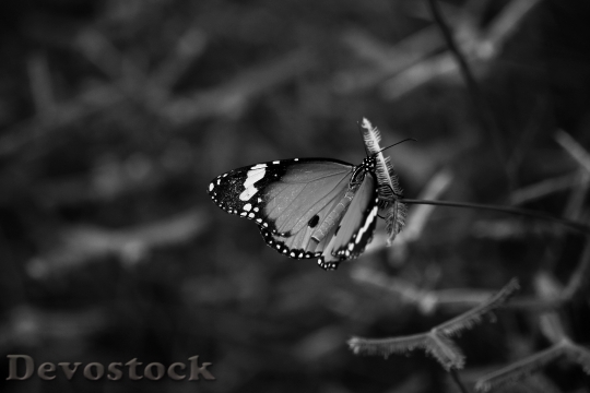 Devostock Butterfly 4K nature  (250).jpeg