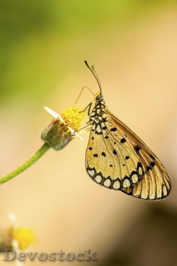 Devostock Butterfly 4K nature  (252).jpeg