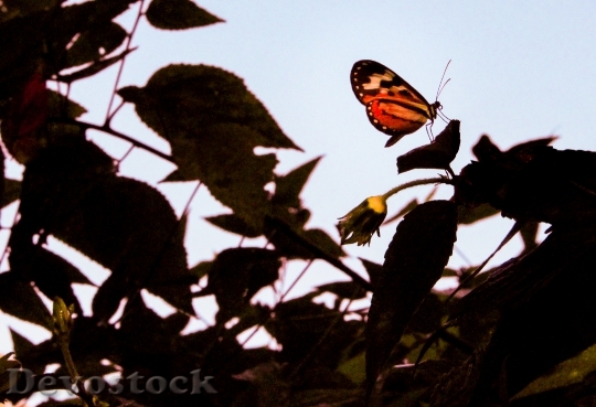 Devostock Butterfly 4K nature  (255).jpeg