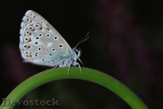 Devostock Butterfly 4K nature  (256).jpeg