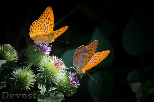 Devostock Butterfly 4K nature  (27)