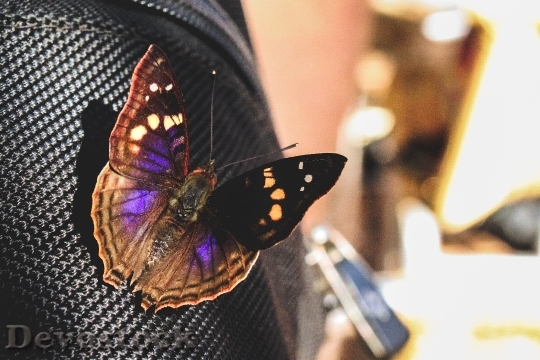 Devostock Butterfly 4K nature  (276).jpeg