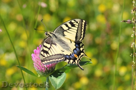Devostock Butterfly 4K nature  (285).jpeg