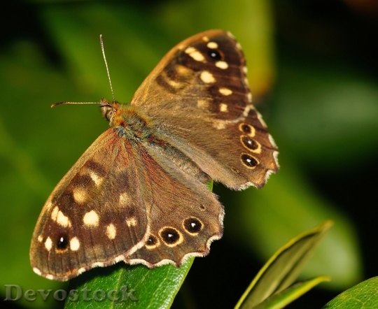 Devostock Butterfly 4K nature  (32).jpeg
