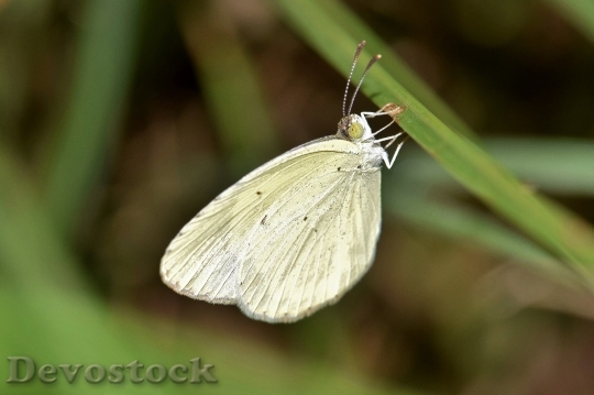 Devostock Butterfly 4K nature  (53).jpeg