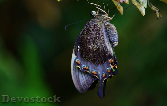 Devostock Butterfly 4K nature  (55).jpeg
