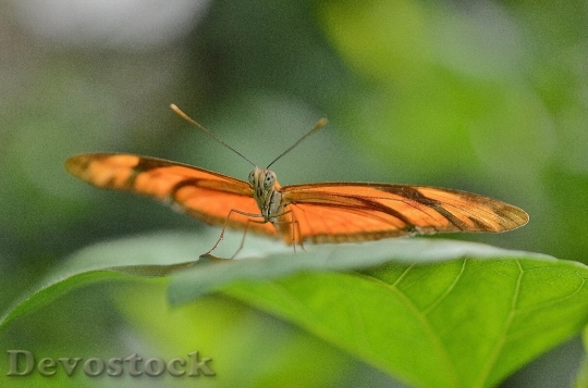 Devostock Butterfly 4K nature  (59).jpeg