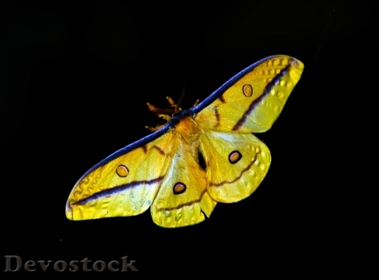 Devostock Butterfly 4K nature  (81).jpeg