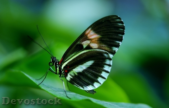 Devostock Butterfly 4K nature  (90).jpeg