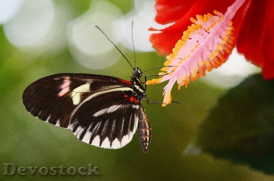Devostock Butterfly 4K nature  (93).jpeg