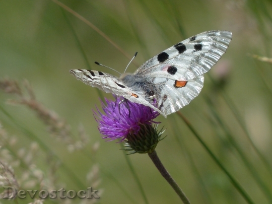 Devostock Butterfly 4K nature  (9).jpeg