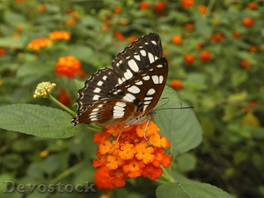 Devostock Butterfly colorful  (107)