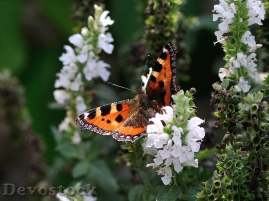 Devostock Butterfly colorful  (108)