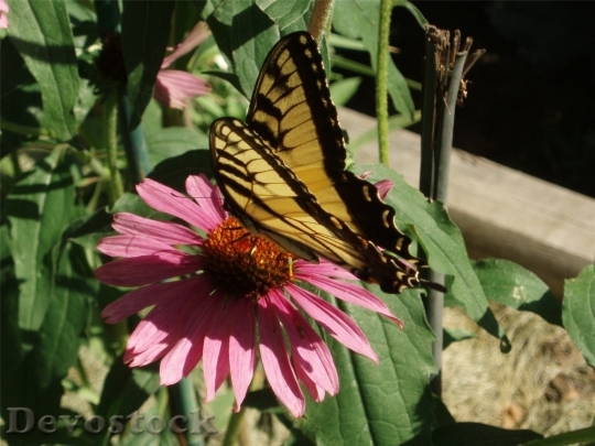 Devostock Butterfly colorful  (11)