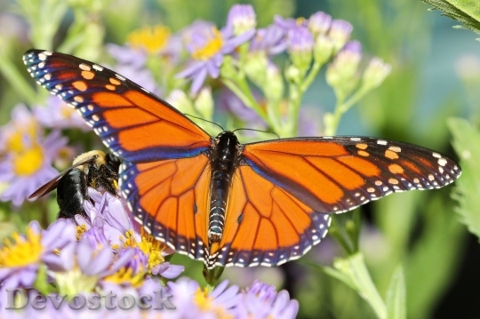 Devostock Butterfly colorful  (125)