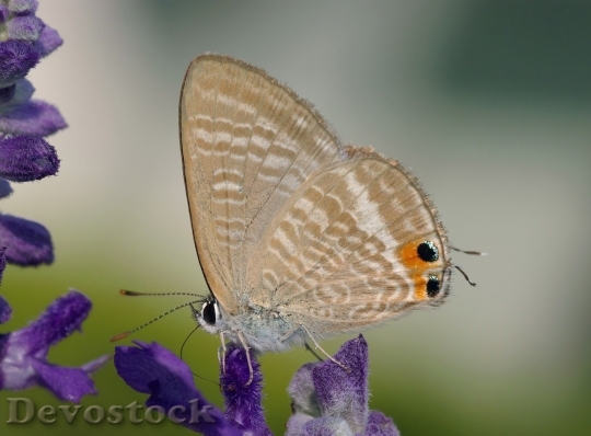 Devostock Butterfly colorful  (132)