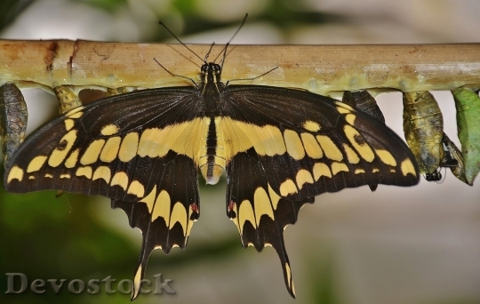 Devostock Butterfly colorful  (138)